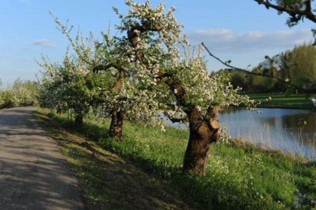 Beesd Bed & Breakfast De Neust מראה חיצוני תמונה